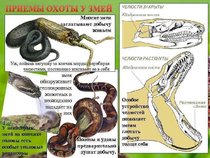 ПРИЕМЫ ОХОТЫ У ЗМЕЙ Многие змеи заглатывают добычу живьем Уж, поймав лягушку за кончик