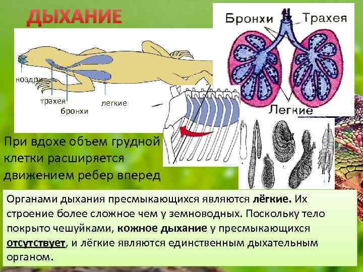 ДЫХАНИЕ ноздри трахея бронхи легкие При вдохе объем грудной клетки расширяется движением ребер вперед