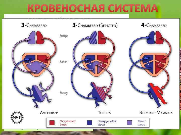 КРОВЕНОСНАЯ СИСТЕМА Сердце пресмыкающихся трёхкамерное, но в желудочке имеется неполная перегородка. 