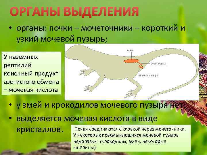 ОРГАНЫ ВЫДЕЛЕНИЯ • органы: почки – мочеточники – короткий и узкий мочевой пузырь; У