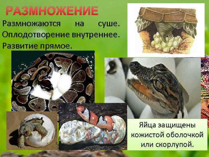 РАЗМНОЖЕНИЕ Размножаются на суше. Оплодотворение внутреннее. Развитие прямое. Яйца защищены кожистой оболочкой или скорлупой.