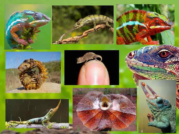 Виды пресмыкающихся рептилий
