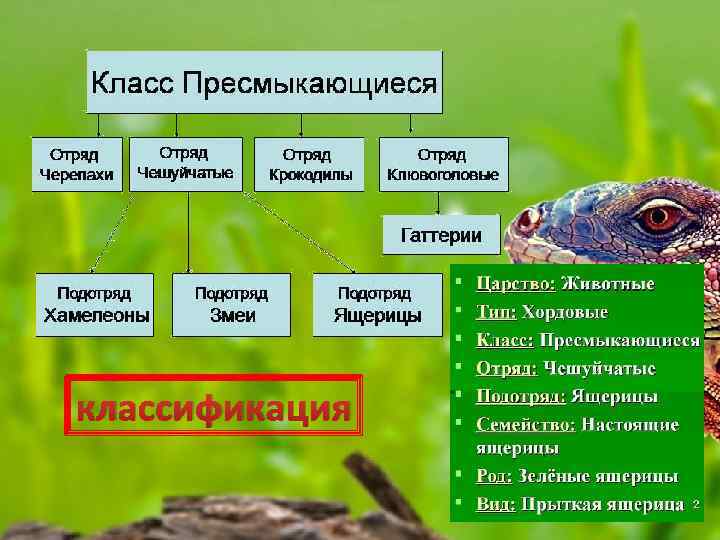 классификация 
