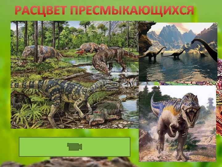 РАСЦВЕТ ПРЕСМЫКАЮЩИХСЯ 