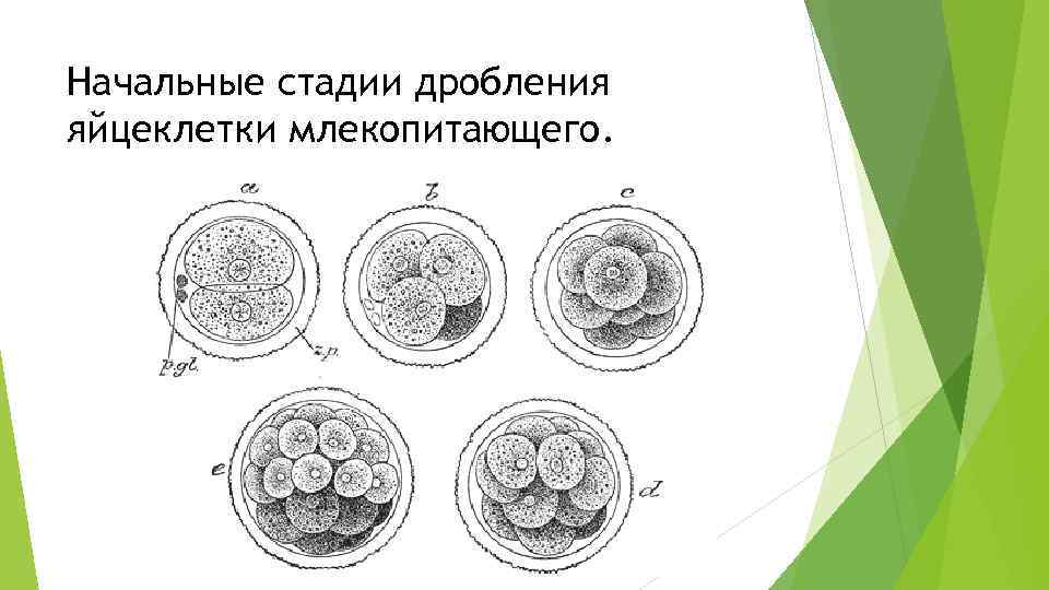 Схема овуляции оплодотворения дробления имплантации