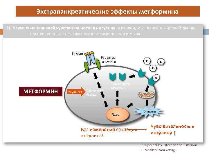 Экстрапанкреатические эффекты метформина 1) Улучшение тканевой чувствительности к инсулину в печени, мышечной и жировой