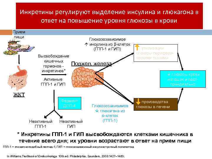 Инкретины регулируют выделение инсулина и глюкагона в ответ на повышение уровня глюкозы в крови