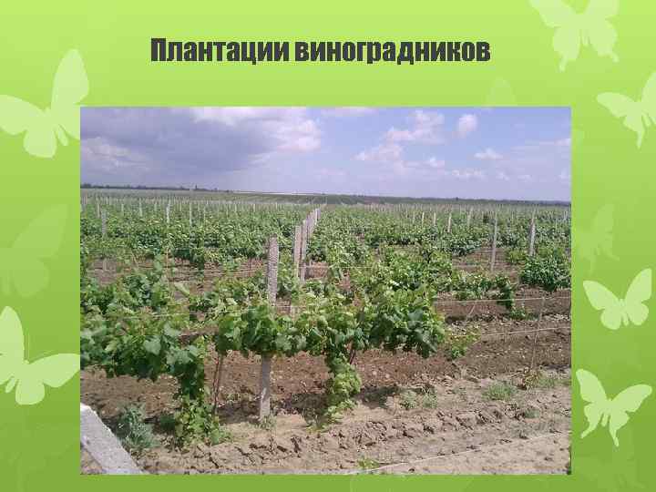 Плантации виноградников 