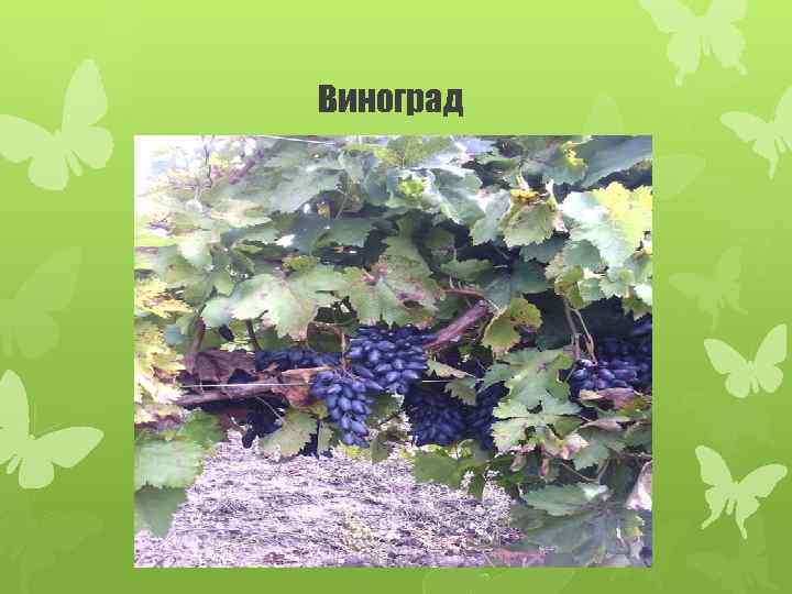 Виноград 