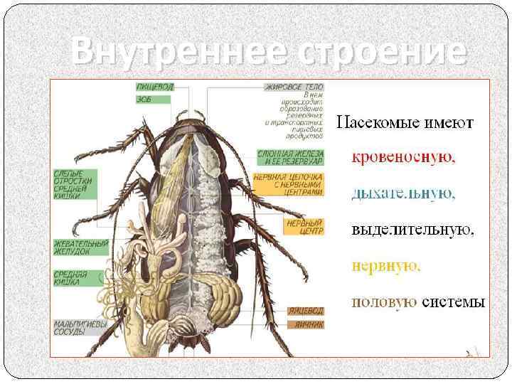 Внутреннее строение 