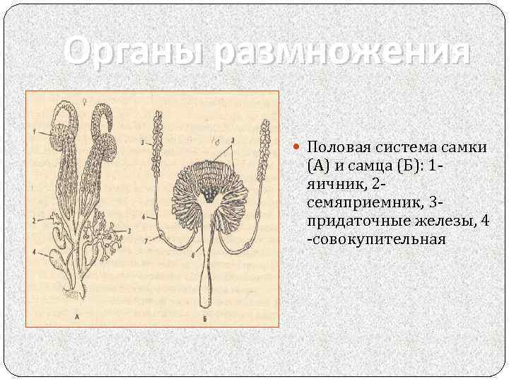 Презентация органы размножения человека 8 класс презентация