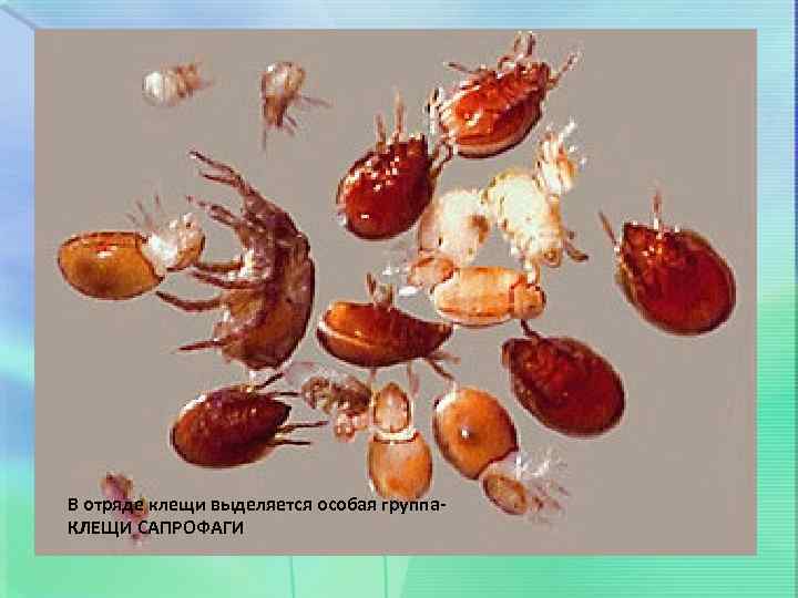 В отряде клещи выделяется особая группа. КЛЕЩИ САПРОФАГИ 