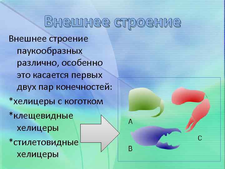 Внешнее строение паукообразных различно, особенно это касается первых двух пар конечностей: *хелицеры с коготком