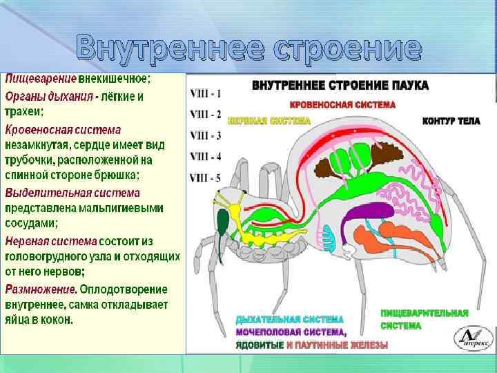 Внутреннее строение 