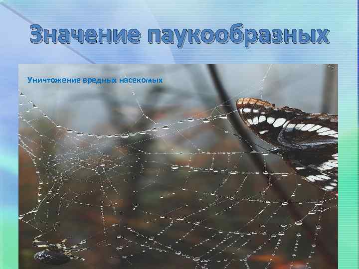 Значение паукообразных Уничтожение вредных насекомых 