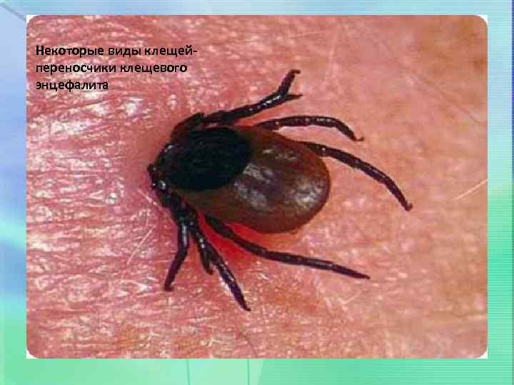 Некоторые виды клещейпереносчики клещевого энцефалита 