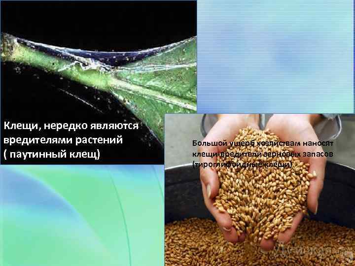 Клещи, нередко являются вредителями растений ( паутинный клещ) Большой ущерб хозяйствам наносят клещи-вредители зерновых