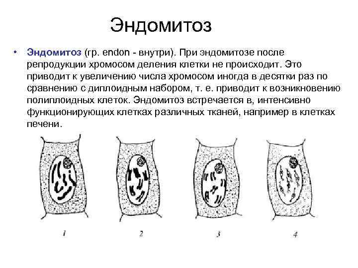 Эндомитоз • Эндомитоз (гр. endon - внутри). При эндомитозе после репродукции хромосом деления клетки