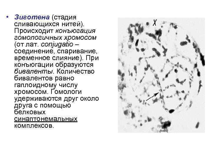  • Зиготена (стадия сливающихся нитей). Происходит конъюгация гомологичных хромосом (от лат. conjugatio –
