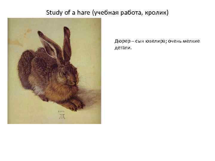 Study of a hare (учебная работа, кролик) Дюрер – сын ювелира; очень мелкие детали.
