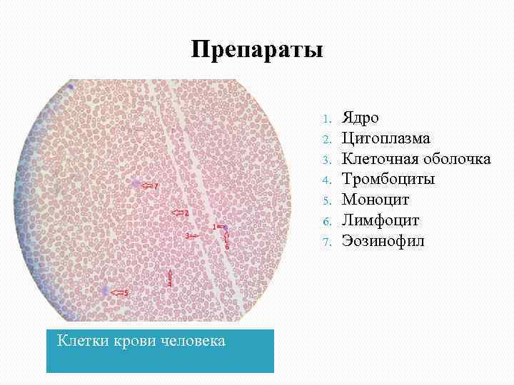 Полость в цитоплазме клетки 7 букв. Цитоплазма клетки. Цитоплазма в крови человека. Клетка ядро цитоплазма. Ядро клетки крови человека.