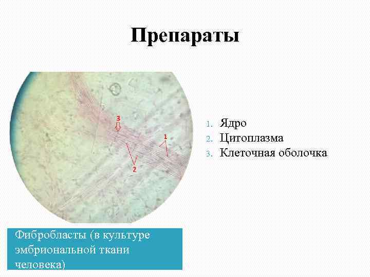 Препараты 1. 2. 3. Фибробласты (в культуре эмбриональной ткани человека) Ядро Цитоплазма Клеточная оболочка