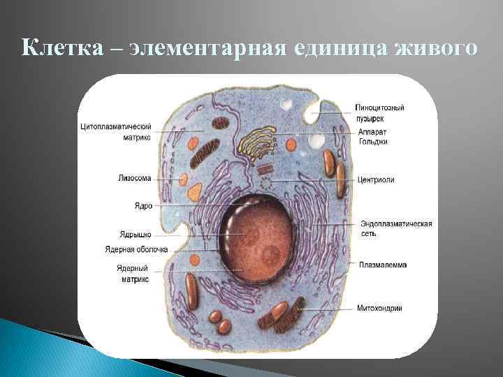 Клетка – элементарная единица живого 