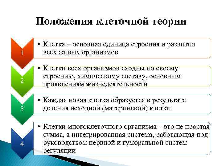 Положения клеточной теории 1 • Клетка – основная единица строения и развития всех живых