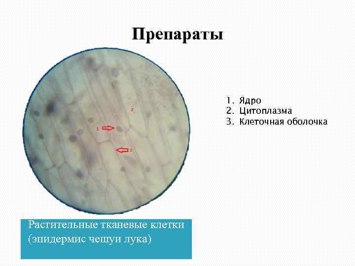 Препараты 1. Ядро 2. Цитоплазма 3. Клеточная оболочка Растительные тканевые клетки (эпидермис чешуи лука)