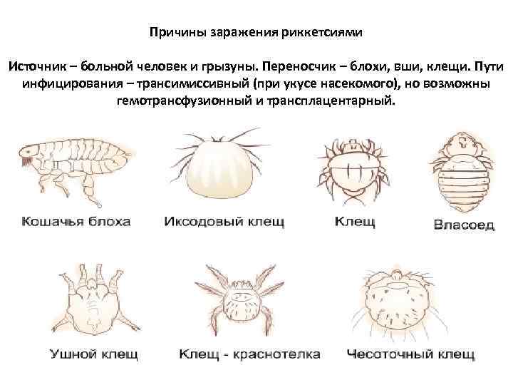 Причины заражения риккетсиями Источник – больной человек и грызуны. Переносчик – блохи, вши, клещи.