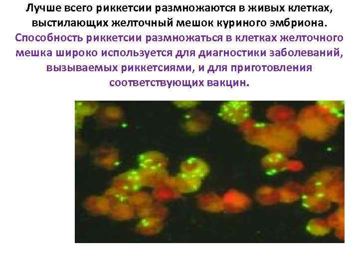 Лучше всего риккетсии размножаются в живых клетках, выстилающих желточный мешок куриного эмбриона. Способность риккетсии