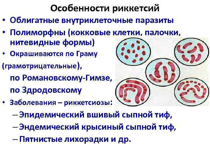 Особенности риккетсий • Облигатные внутриклеточные паразиты • Полиморфны (кокковые клетки, палочки, нитевидные формы) •