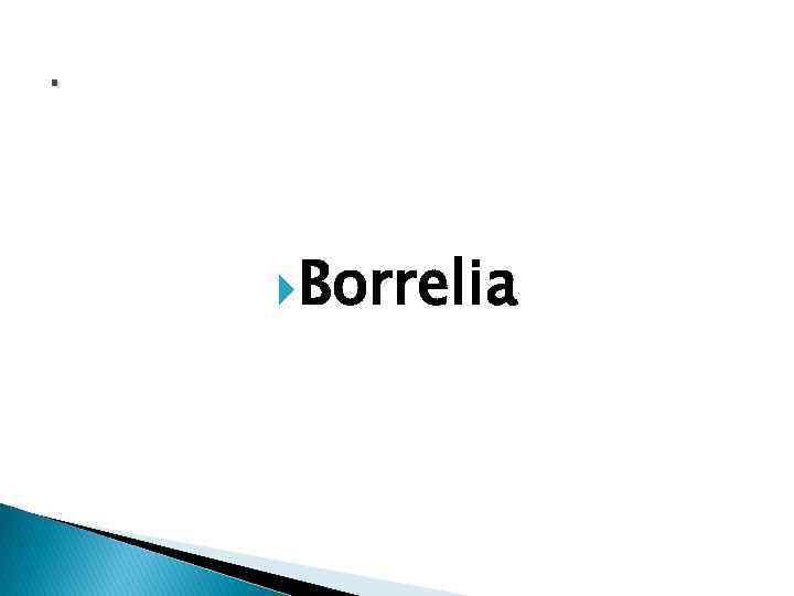 . Borrelia 