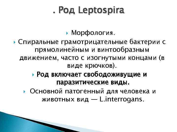 . Род Leptospira Морфология. Спиральные грамотрицательные бактерии с прямолинейным и винтообразным движением, часто с