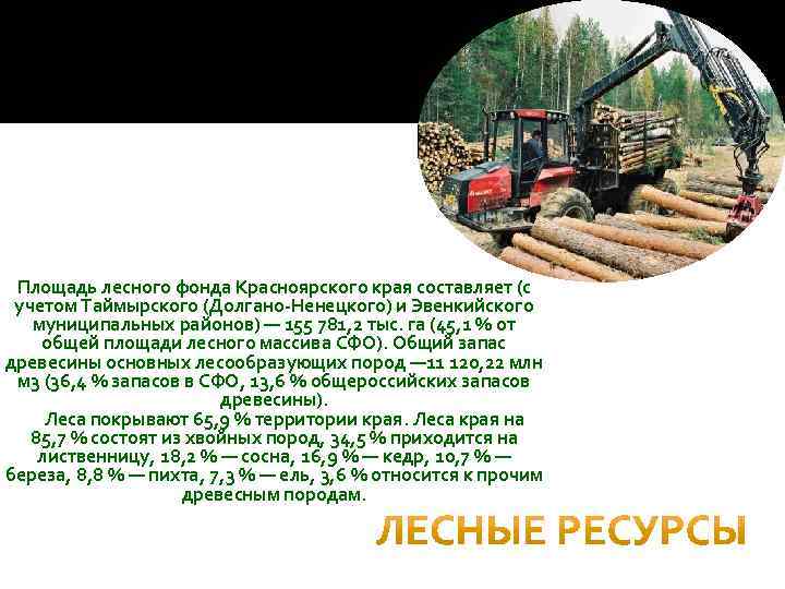  Площадь лесного фонда Красноярского края составляет (с учетом Таймырского (Долгано-Ненецкого) и Эвенкийского муниципальных