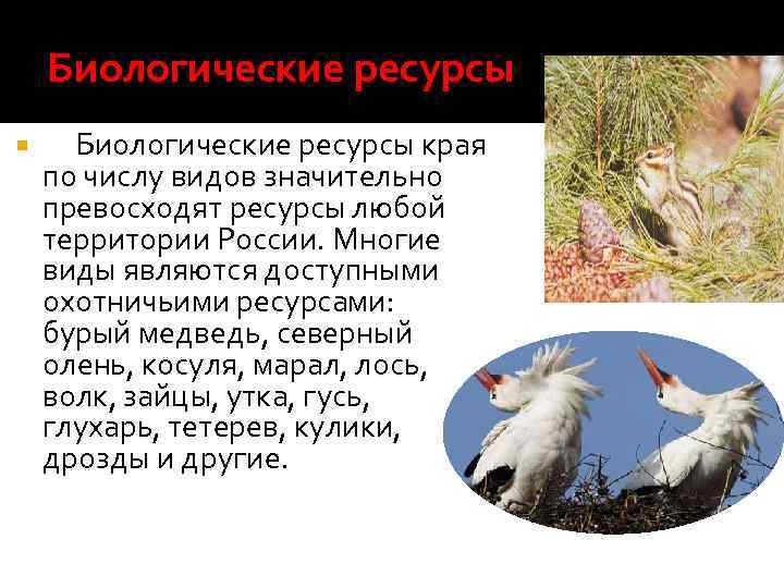 Биологические ресурсы Биологические ресурсы края по числу видов значительно превосходят ресурсы любой территории России.