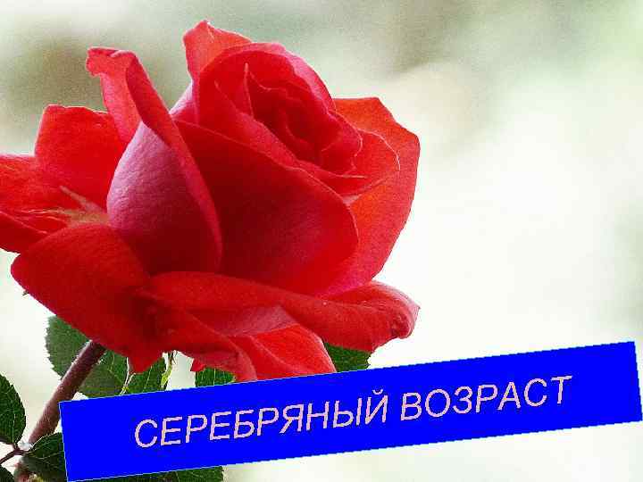 ОЗРАСТ НЫЙ В ЕРЕБРЯ С 