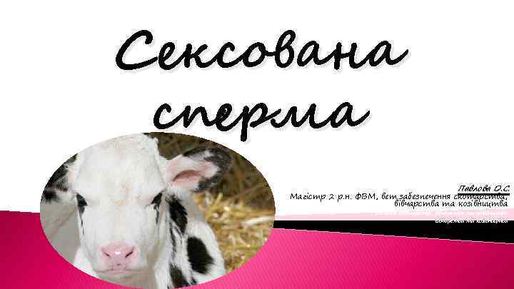 Сексована сперма Павлова О. С. Магістр 2 р. н. ФВМ, вет. забезпечення скотарства, Павлова