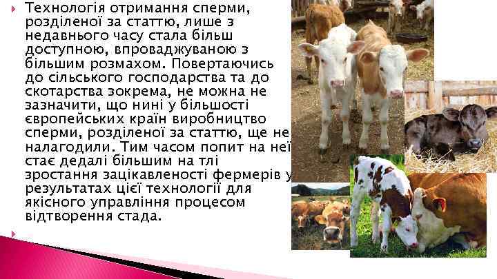  Технологія отримання сперми, розділеної за статтю, лише з недавнього часу стала більш доступною,