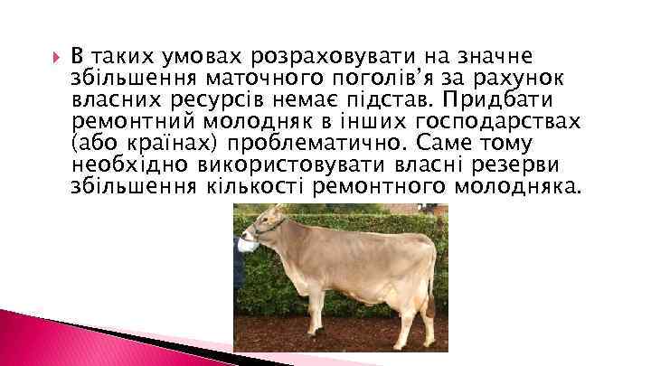  В таких умовах розраховувати на значне збільшення маточного поголів’я за рахунок власних ресурсів