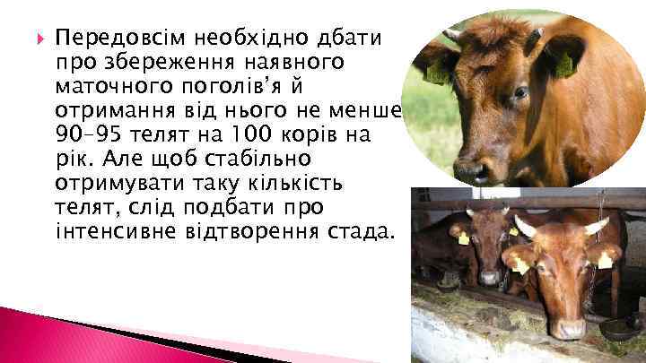  Передовсім необхідно дбати про збереження наявного маточного поголів’я й отримання від нього не