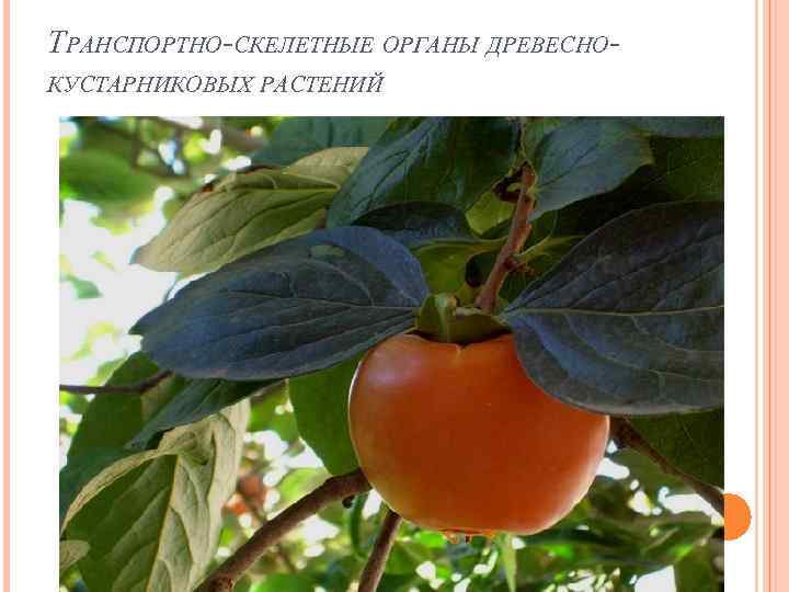 ТРАНСПОРТНО-СКЕЛЕТНЫЕ ОРГАНЫ ДРЕВЕСНОКУСТАРНИКОВЫХ РАСТЕНИЙ 