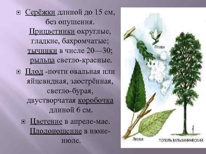 Серёжки длиной до 15 см, без опушения. Прицветники округлые, гладкие, бахромчатые; тычинки в числе