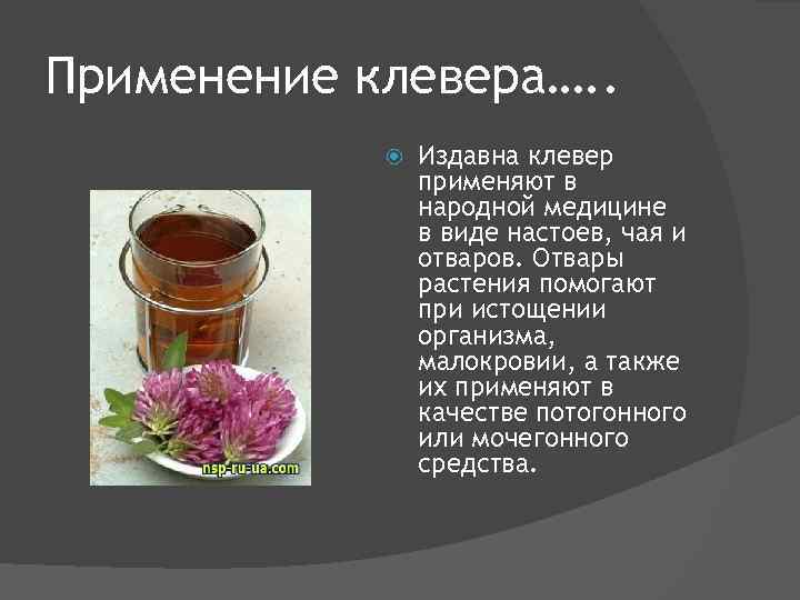 Применение клевера…. . Издавна клевер применяют в народной медицине в виде настоев, чая и