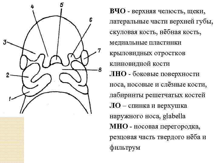 ВЧО - верхняя челюсть, щеки, латеральные части верхней губы, скуловая кость, нёбная кость, медиальные