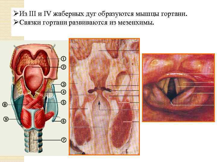 ØИз III и IV жаберных дуг образуются мышцы гортани. ØСвязки гортани развиваются из мезенхимы.