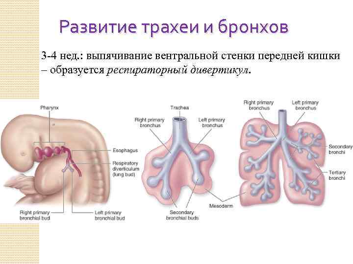 Развитие трахеи и бронхов 3 -4 нед. : выпячивание вентральной стенки передней кишки –