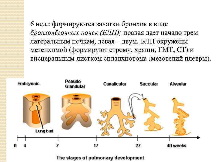 6 нед. : формируются зачатки бронхов в виде бронхолёгочных почек (БЛП); правая дает начало
