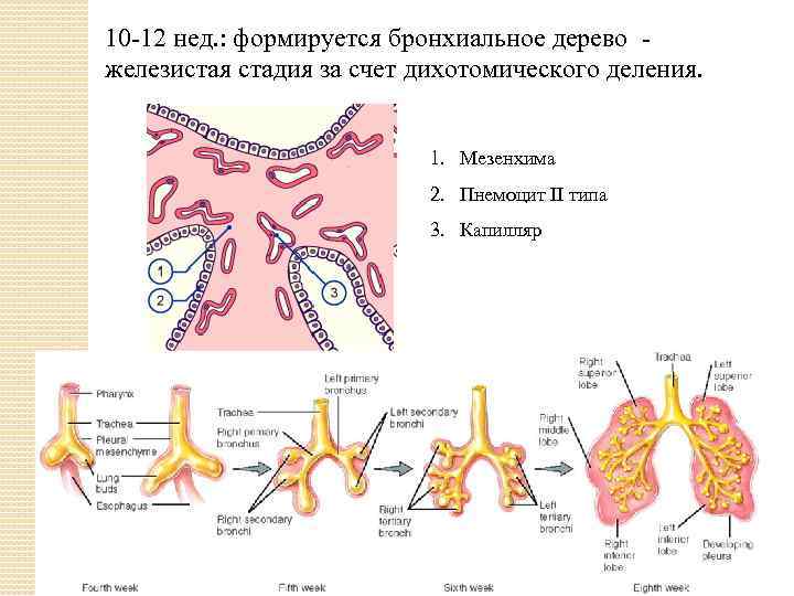 10 -12 нед. : формируется бронхиальное дерево железистая стадия за счет дихотомического деления. 1.