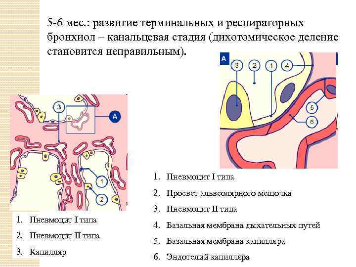 5 -6 мес. : развитие терминальных и респираторных бронхиол – канальцевая стадия (дихотомическое деление